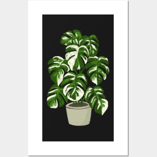 Monstera borsigiana variegated plant with fenestrations Posters and Art